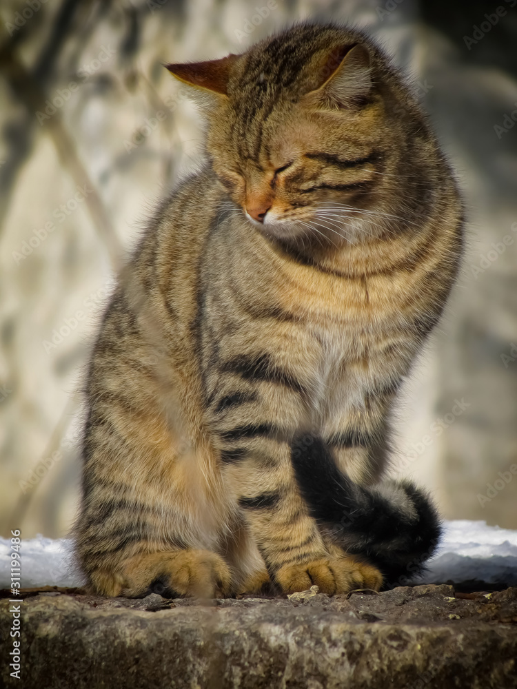 Naklejka premium The gray cat is warming and dozing in the winter sun.
