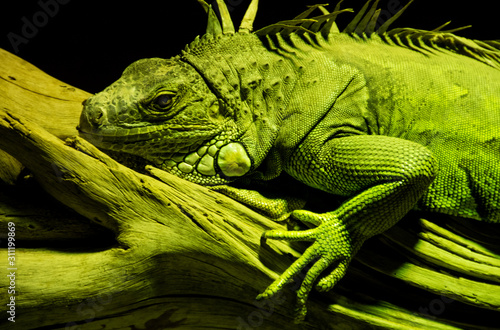 iguana on a branch, close up isolated image
