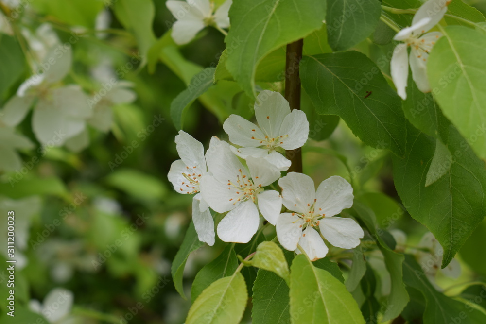 Obraz premium white flower in garden