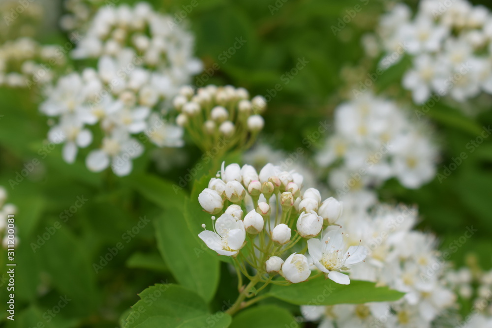 white flowers of a tree in spring white flowers of a tree in spring