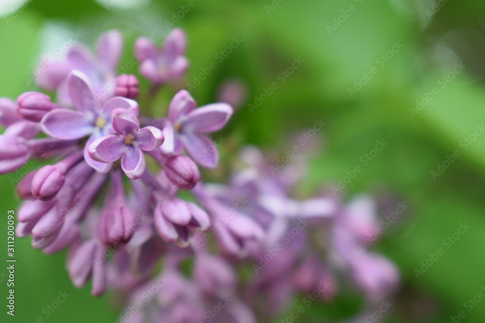 purple flowers in the garden purple flowers in the garden