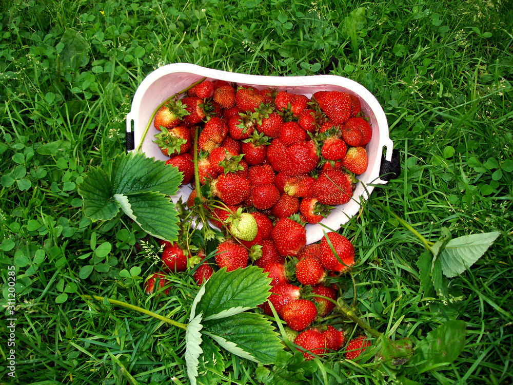 Ripe strawberries on the grass Ripe strawberries on the grass