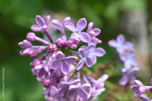 purple flowers in the garden © AleShkin