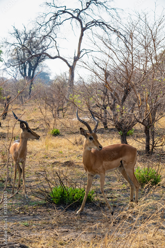 Tierleben, Antilopen im wilden Mudumu Nationalpark, Namibia Tierleben, Antilopen im wilden Mudumu Nationalpark, Namibia