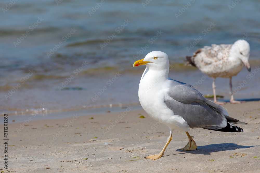 One seagull is closer and the other further away One seagull is closer and the other further away