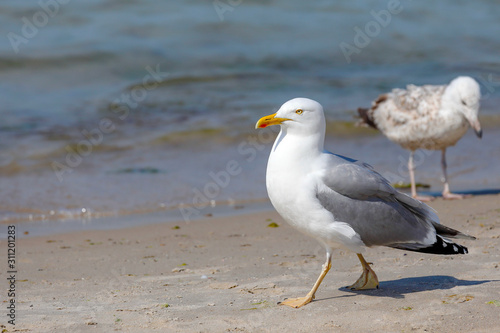 One seagull is closer and the other further away