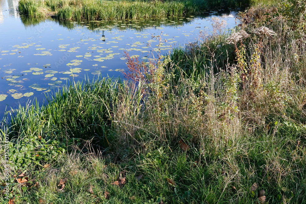 Obraz premium Plants on the lake shore in the Goclaw district