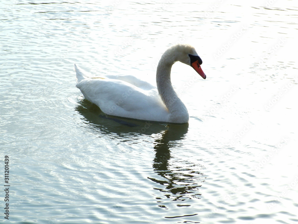 Fototapeta premium white swan