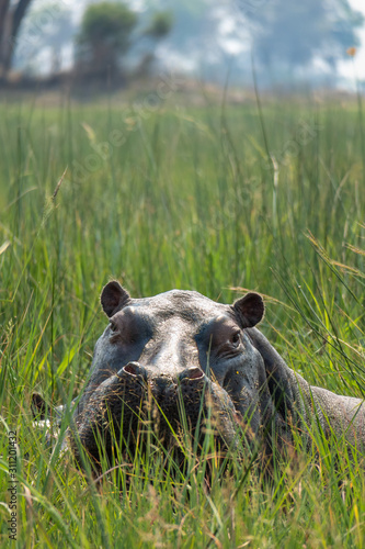 Flusspferd, Hippopotamus amphibius, Hippo im Okavango Delta photo