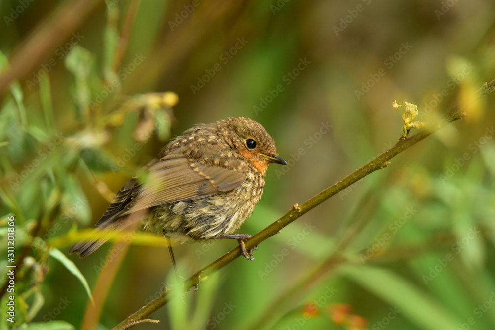 Jeune Rougegorge familier (Erithacus rubecula). Jeune Rougegorge familier (Erithacus rubecula).