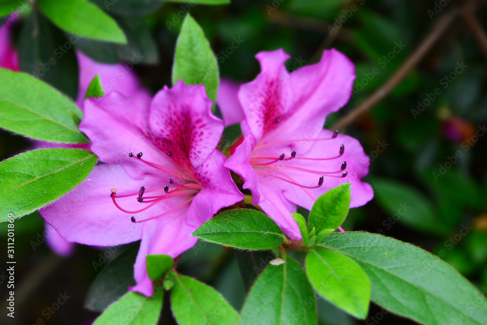 rhododendron beautiful flowers in the garden rhododendron beautiful flowers in the garden