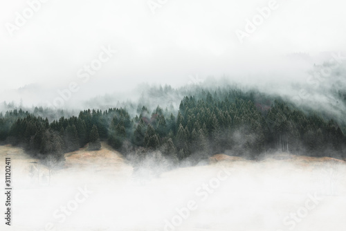 Nastrojowy krajobraz lasu z mgłą i mgłą