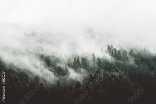 Moody forest landscape with fog and mist © XtravaganT