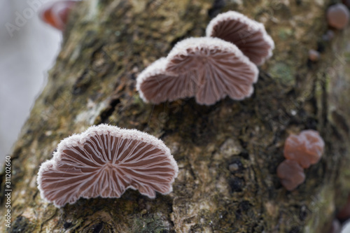 Inedible mushroom Schizophyllum commune in the floodplain forest. Known as Split Gill. Wild mushrooms growing on the wood.