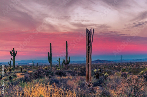 Vibrant Arizona Desert Sunrise Landscape With Dead Cactus © Ray Redstone