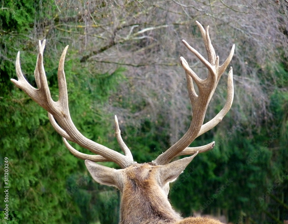 Fototapeta premium Hirsch mit einem achtender Geweih