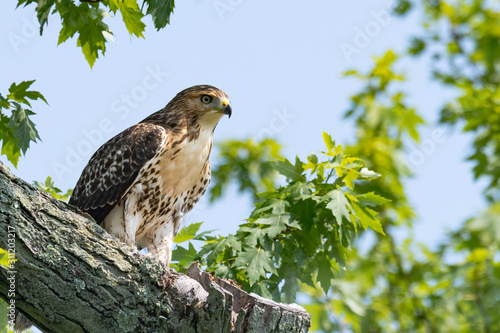 A close-up on a Red-tailed Hawk perched in a tree. photo