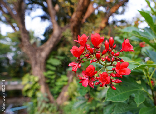 close up beautiful red blossom flowers