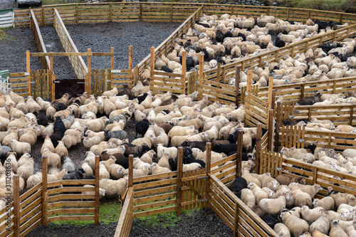 Icelandic sheep beeing driv...