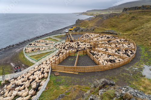 Icelandic sheep beeing driven dowen from the Icelandic highlands at the end of summer