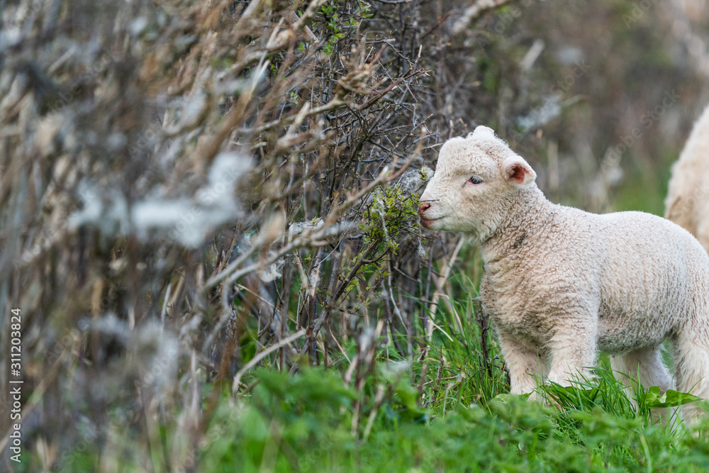 Fototapeta premium Lamb eating buds from hedgerow.