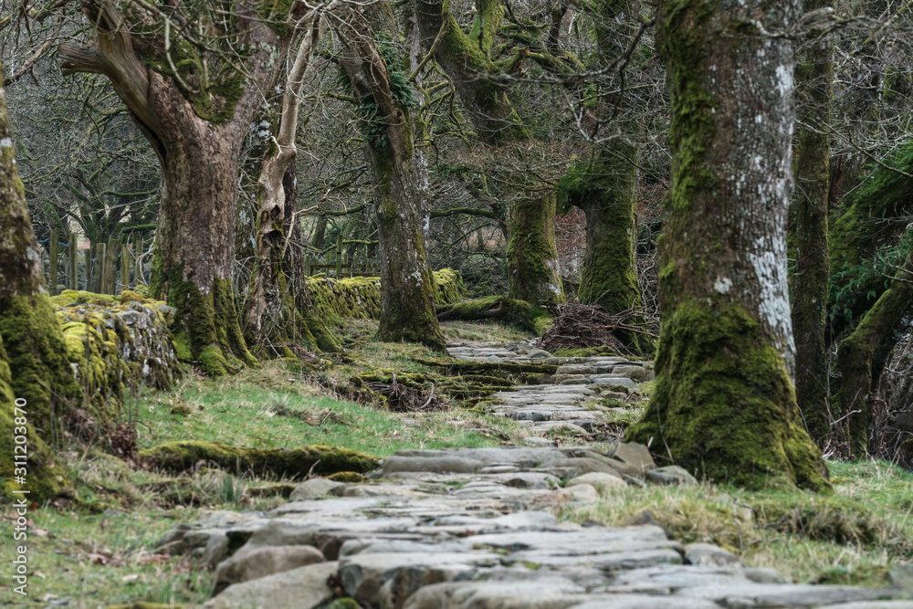 Rocky path through woodland, Snowdonia. Rocky path through woodland, Snowdonia.