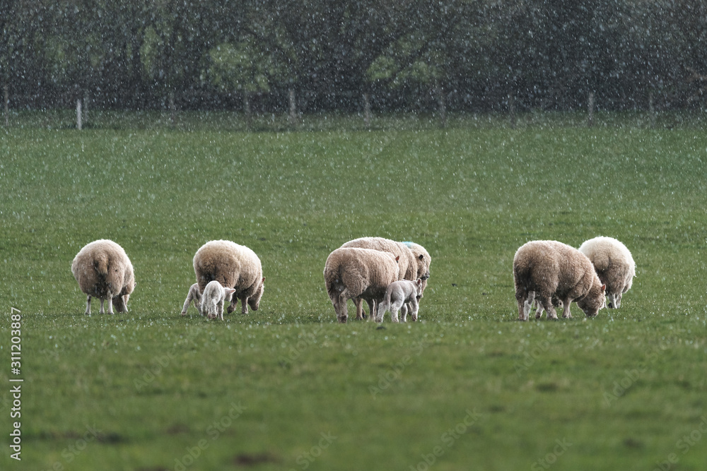 Sheep with lambs during hailstorm.