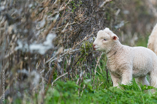 Lamb eating buds from hedgerow.