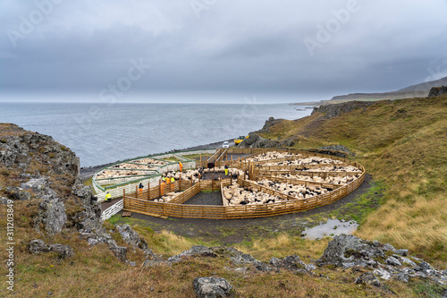 Icelandic sheep beeing driv...