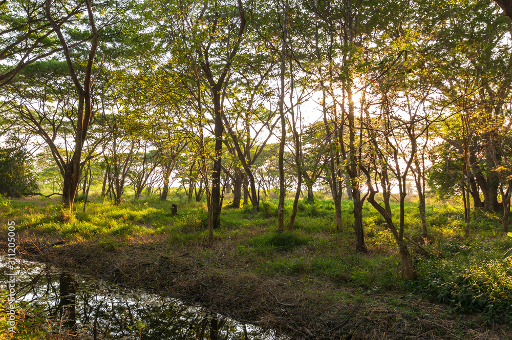 Fototapeta premium pond the deep green forest and sun light. natural background.