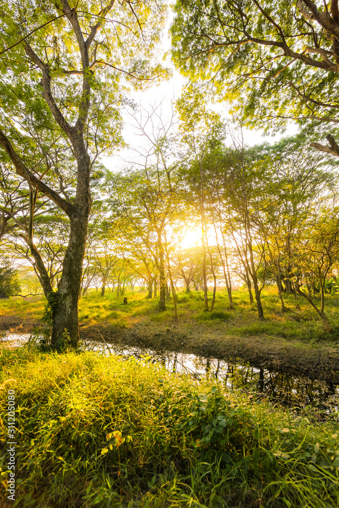 pond the deep green forest and sunset, sunrise. natural background pond the deep green forest and sunset, sunrise. natural background