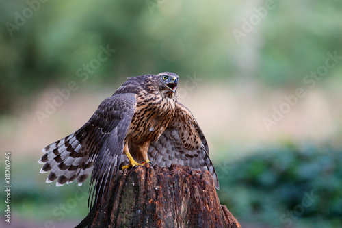 Northern Goshawk juvenile in the forest protecting his prey in the South of the Netherlands
