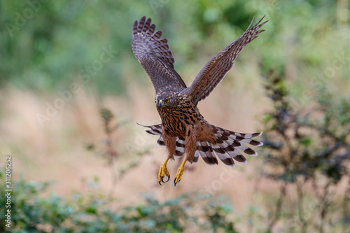 Northern Goshawk juvenile flying in the forest in the South of the Netherlands © henk bogaard