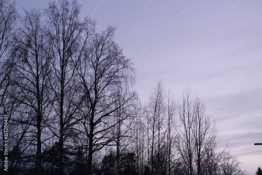 Silhouettes of trees in purple evening light Silhouettes of trees in purple evening light