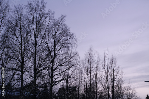 Silhouettes of trees in purple evening light
