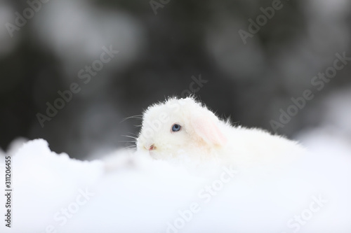 little white bunny in the snow