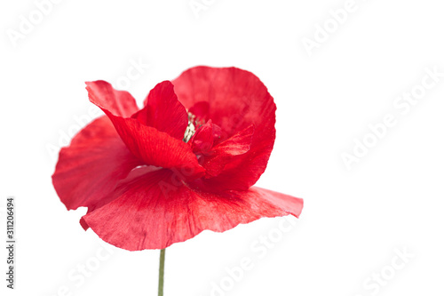 Beautiful flowers. Red poppy single flower, isolated on white background.