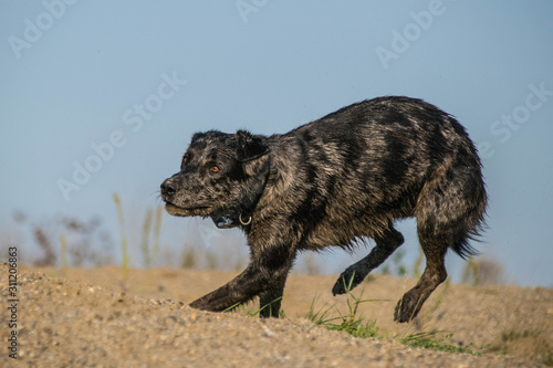 Photo of black dog who is running in desert in sand. Amazing autumn photo workshop.