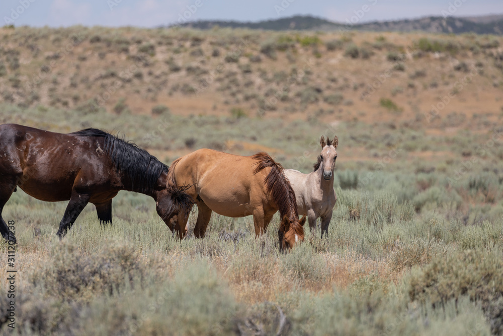 Wild Horses in Summer in Sand Wash Basin Colroado Wild Horses in Summer in Sand Wash Basin Colroado