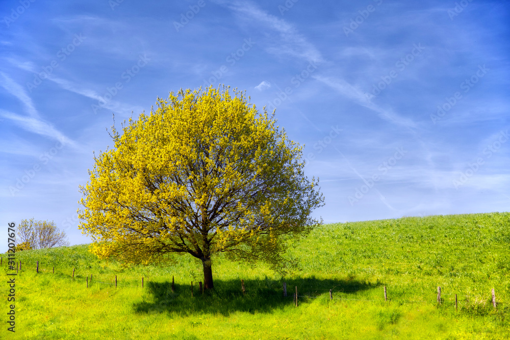 Tree on meadow