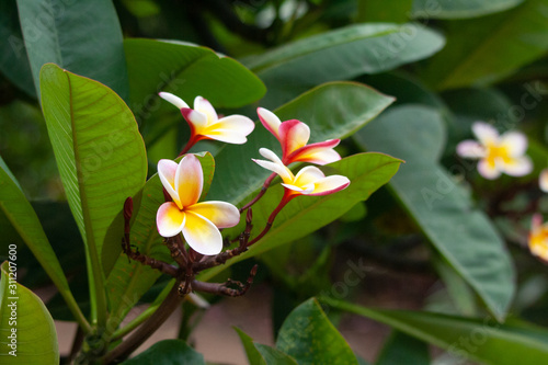 White, yellow and red plumeria flowers on a tree in Hawaii
