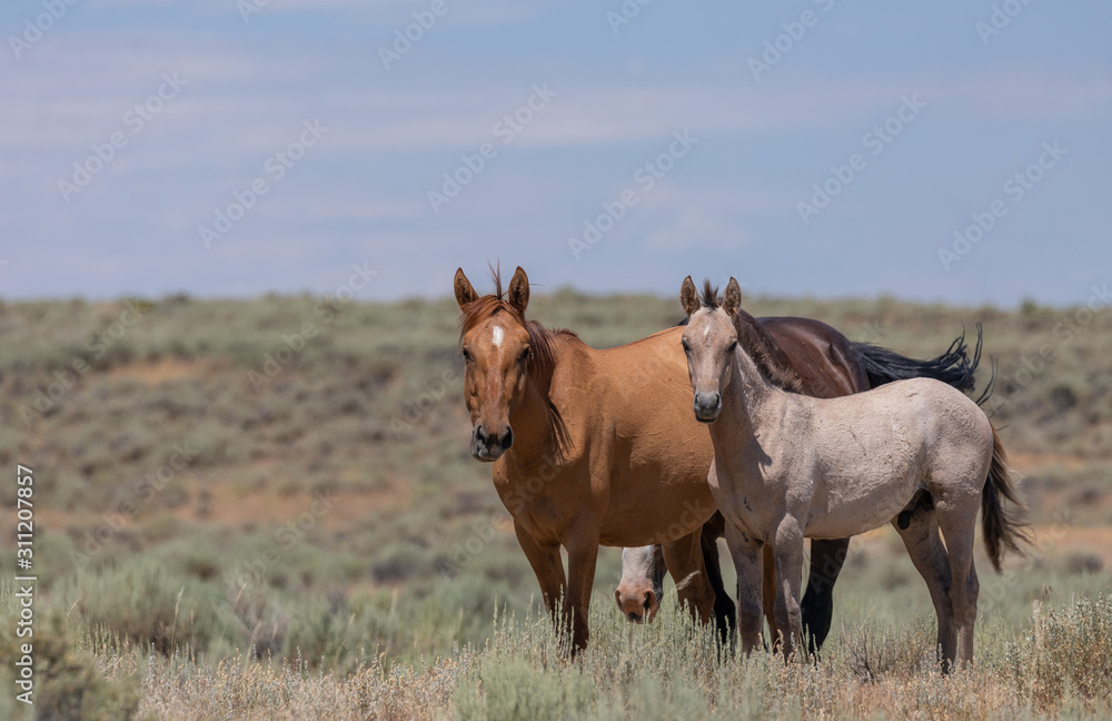 Wild Horses in Summer in Sand Wash Basin Colroado Wild Horses in Summer in Sand Wash Basin Colroado