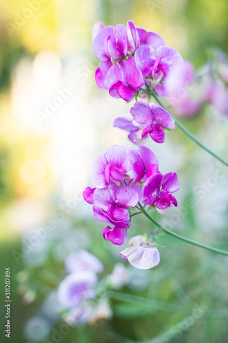Purple Marsh pea in a garden in the summer