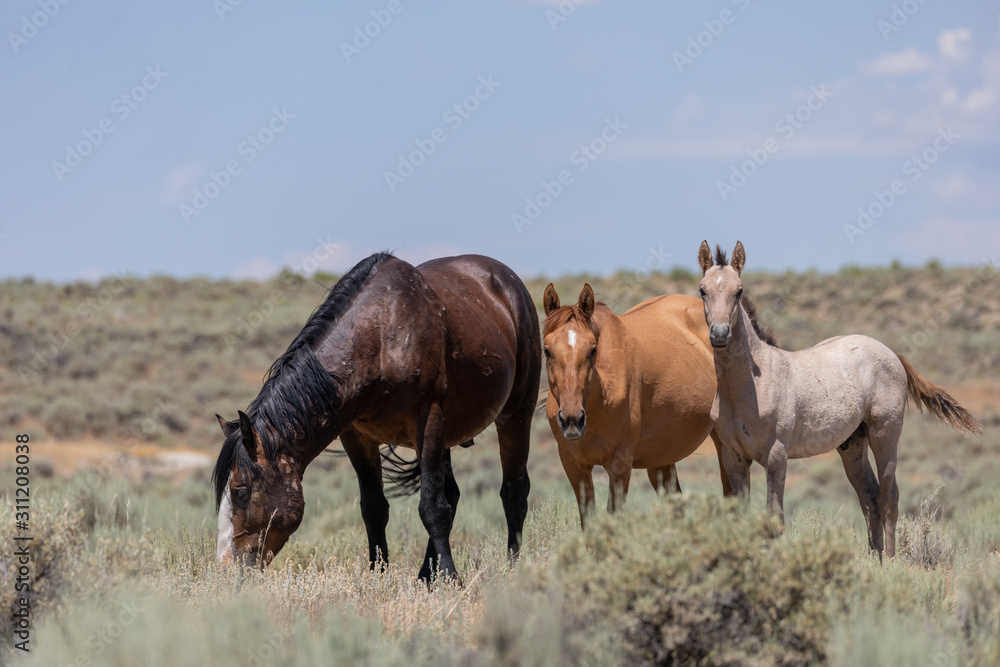 Wild Horses in Summer in Sand Wash Basin Colroado Wild Horses in Summer in Sand Wash Basin Colroado