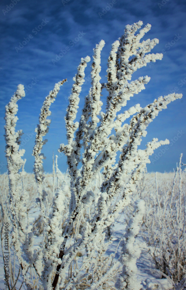 frost on dry grass in winter in the field