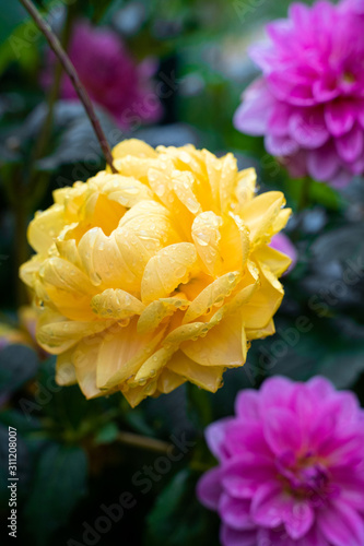 Yellow and purple dahlias in a garden with water droplets