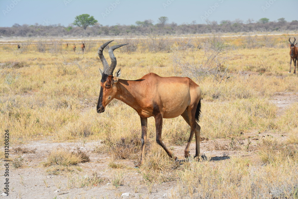 Bubale Etosha National Park Namibie Bubale Etosha National Park Namibie