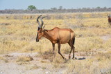Bubale Etosha National Park Namibie