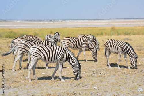 Zèbre Etosha National Park Namibie