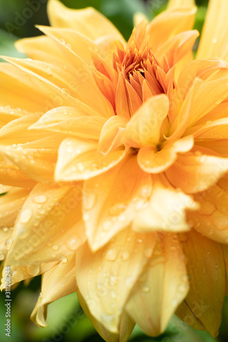 Close-up of half-open yellow dahlia with water droplets